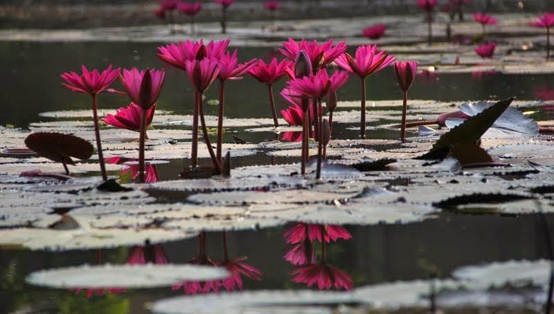 SPP Gardens, Chennai